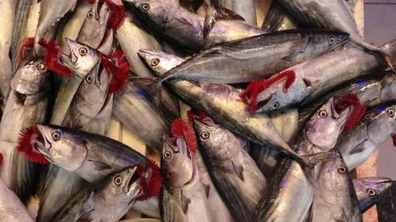 Foto - Balık sezonu bereketli açıldı! Hamsi ve palamut tezgahları şenlendirdi