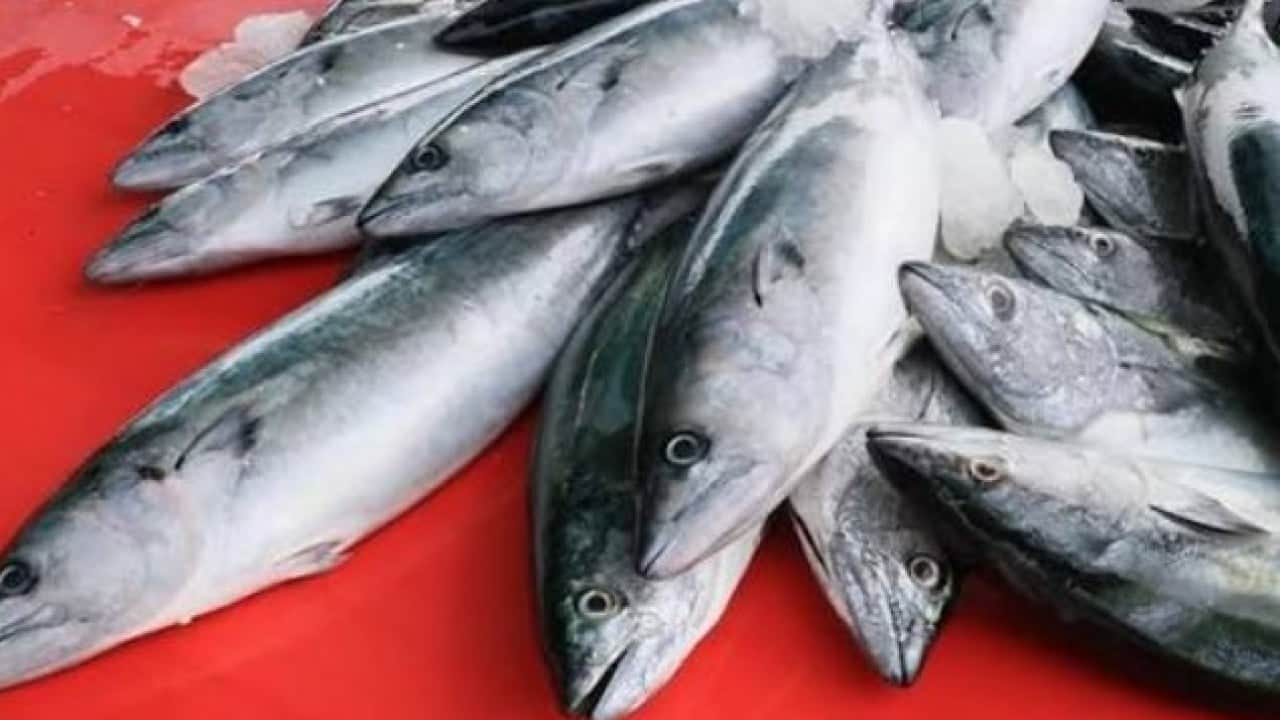 Foto - Balık sezonu bereketli açıldı! Hamsi ve palamut tezgahları şenlendirdi
