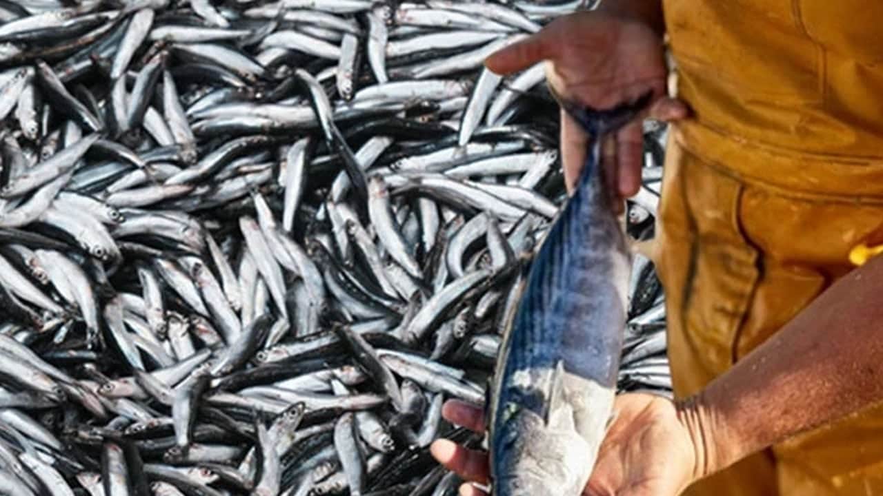 Foto - Balık tezgahlara geldi! Sağlık kalkanı: Balık hangi ayda yenmeli? Sofranızdan eksik etmeyin! Dikkat çekiliyor