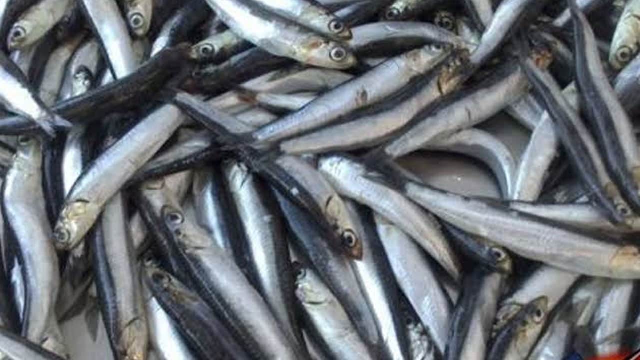 Foto - Balık tezgahlara geldi! Sağlık kalkanı: Balık hangi ayda yenmeli? Sofranızdan eksik etmeyin! Dikkat çekiliyor