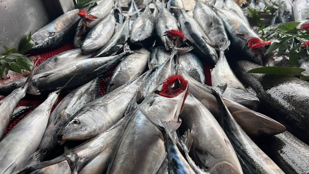 Foto - Balıkçılardan suni zam kurnazlığı! Palamutu pahalı satmak için bakın hangi yöntemi buldular?