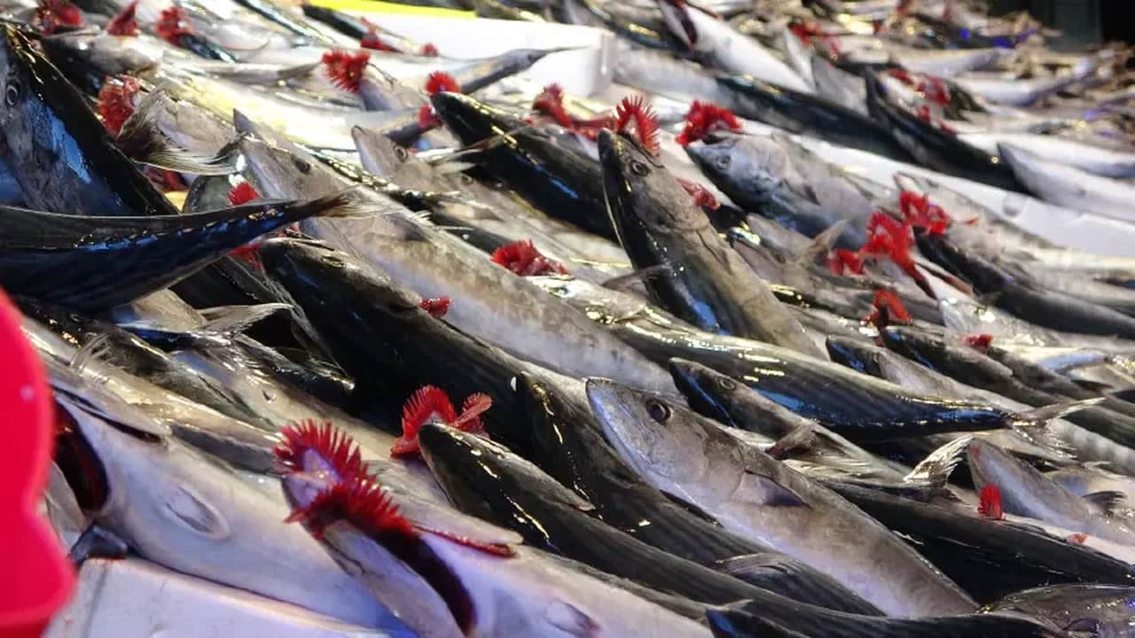 Foto - Balıkçılardan suni zam kurnazlığı! Palamutu pahalı satmak için bakın hangi yöntemi buldular?