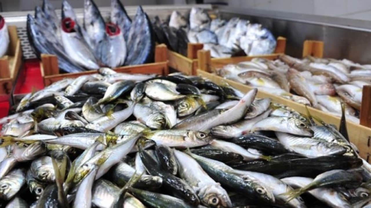 Foto - Balıkçıların yüzü güldü! Fırtına sonrası Karaburun'da palamut bolluğu