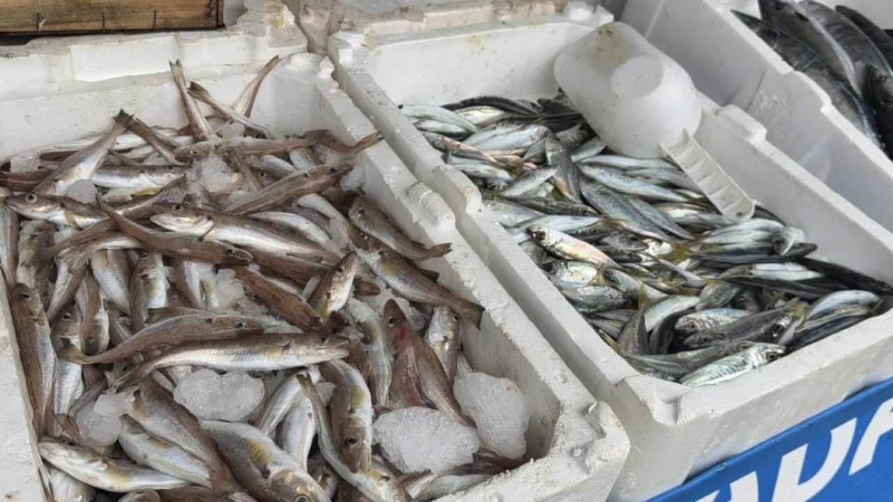 Foto - Balıkçıların yüzü güldü! Fırtına sonrası Karaburun'da palamut bolluğu
