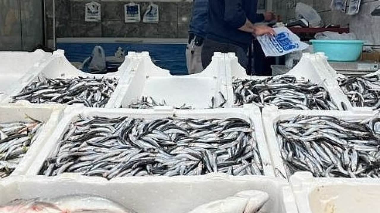 Foto - Balıkçıların yüzü güldü! Fırtına sonrası Karaburun'da palamut bolluğu