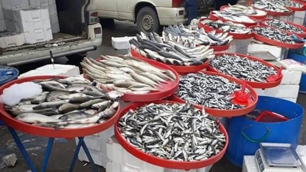 Foto - Balıkçıların yüzü güldü! Fırtına sonrası Karaburun'da palamut bolluğu