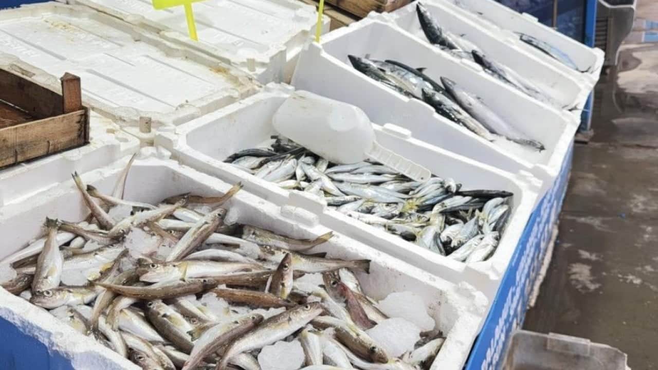 Balıkçıların yüzü güldü! Fırtına sonrası Karaburun'da palamut bolluğu