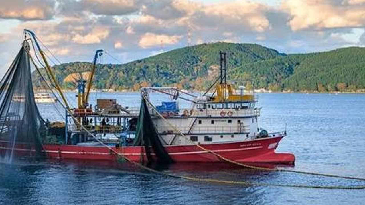 Foto - Balıkçılık yönetmeliğinde değişiklik: İstavrit 12 cm oldu, hamsiye izin şartı geldi