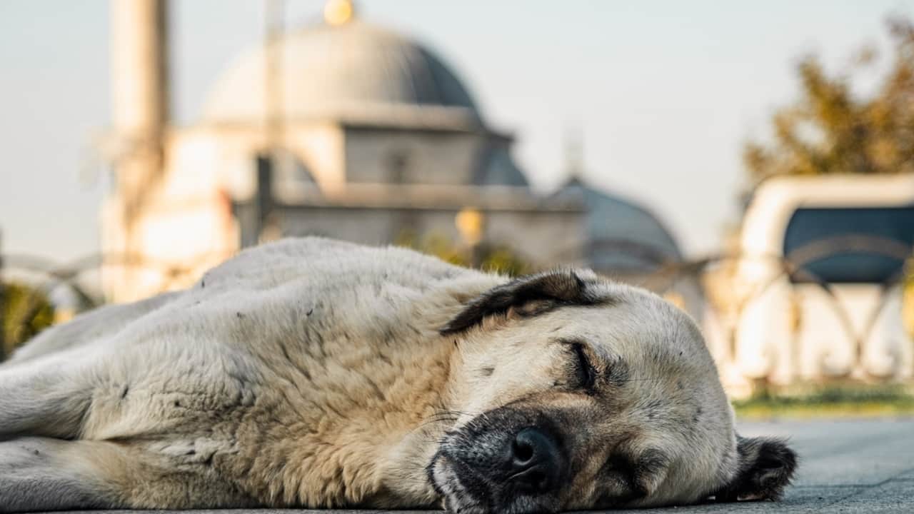 Foto - Başıboş köpek tehlikesi büyüyor: Afyonkarahisar’da yeni saldırı