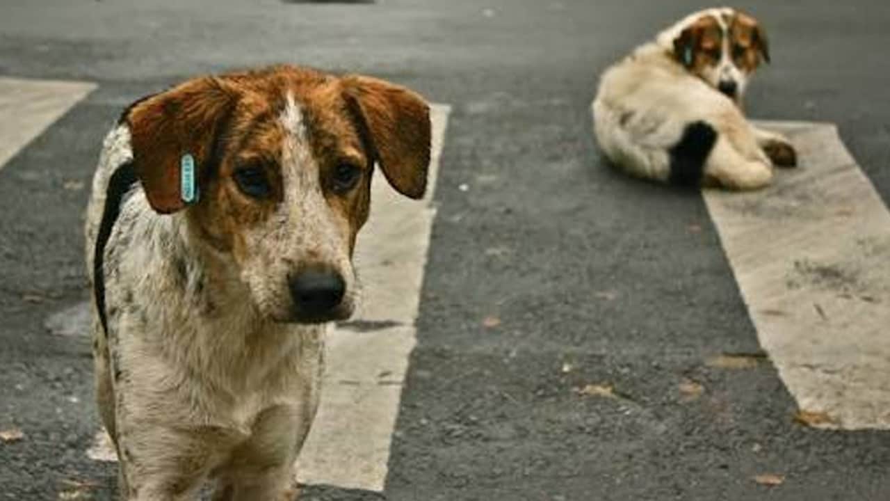 Foto - Başıboş köpek tehlikesi büyüyor: Afyonkarahisar’da yeni saldırı