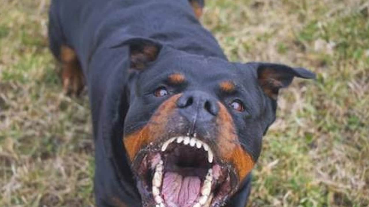 Foto - Başıboş köpek tehlikesi büyüyor: Afyonkarahisar’da yeni saldırı