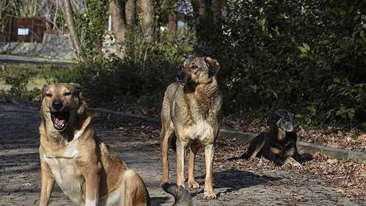 Foto - Başıboş köpek tehlikesi büyüyor: Afyonkarahisar’da yeni saldırı