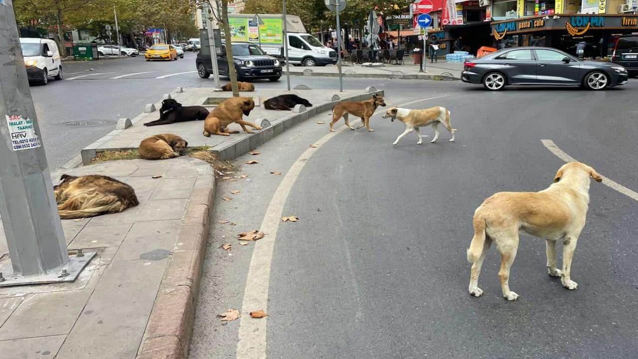 Başıboş köpek tehlikesi büyüyor: Afyonkarahisar’da yeni saldırı