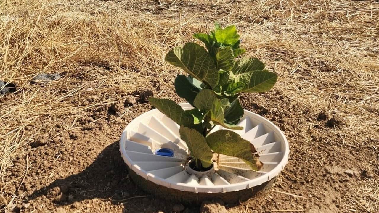 Foto - Basit ama dünyayı değiştirecek sistem geliştirildi: Tek bir kutu ile çöller ormana dönüşüyor