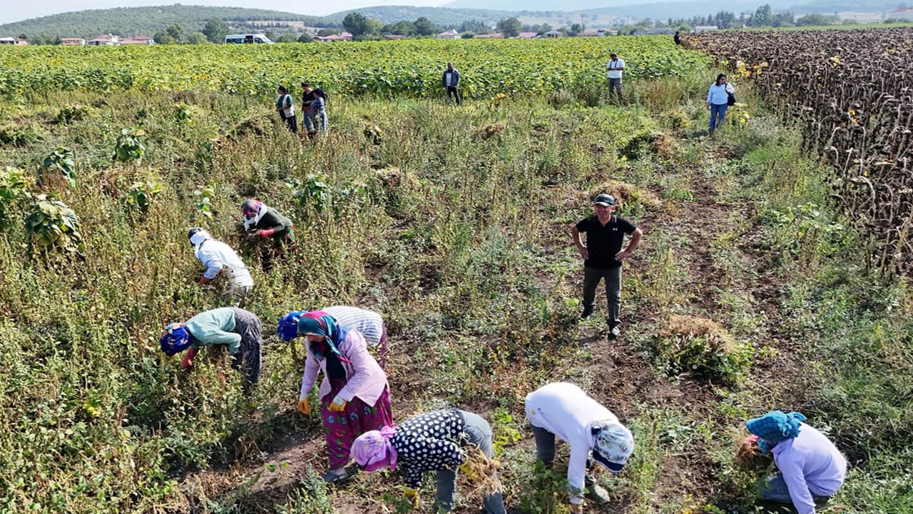 Foto - Belediye alım garantisi verince tarlalara koştular