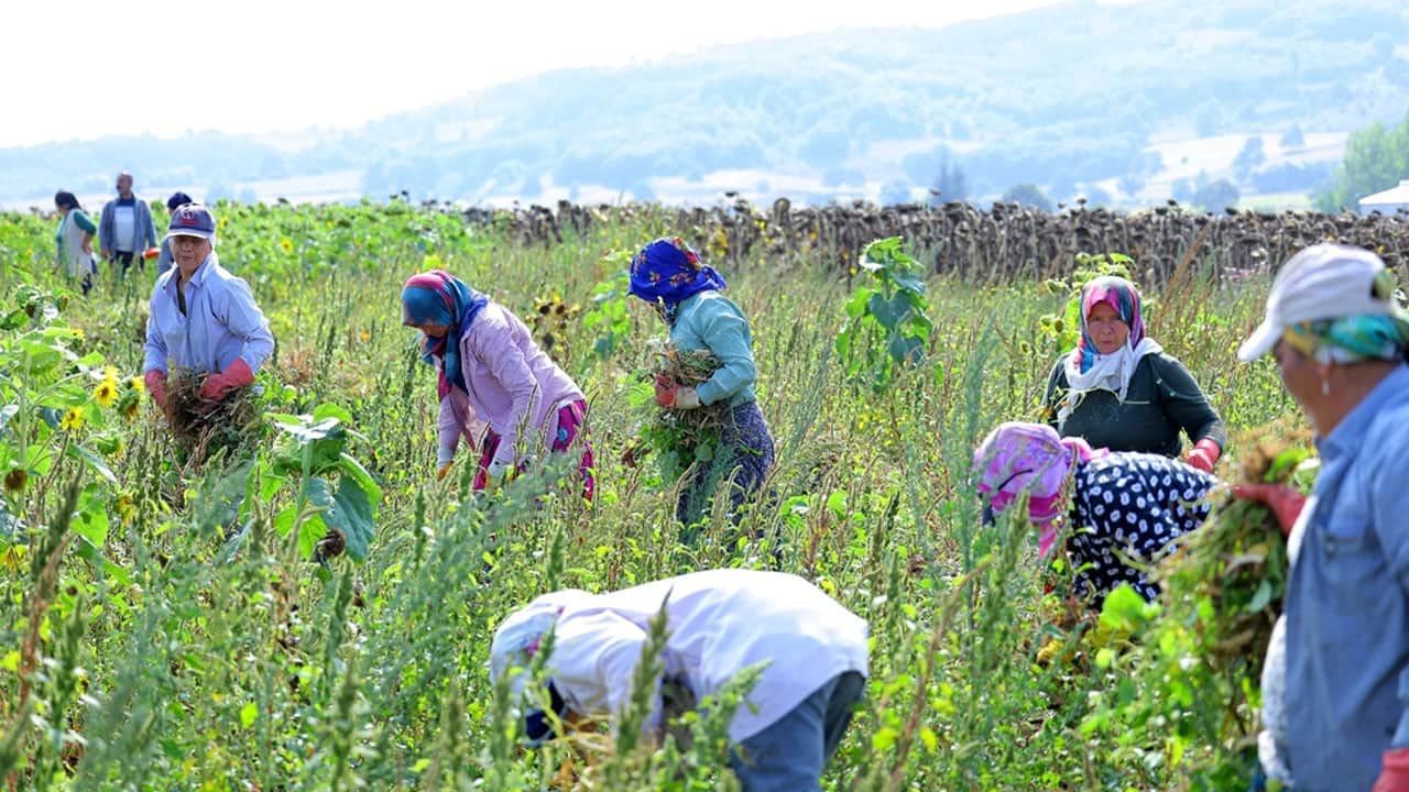 Belediye alım garantisi verince tarlalara koştular