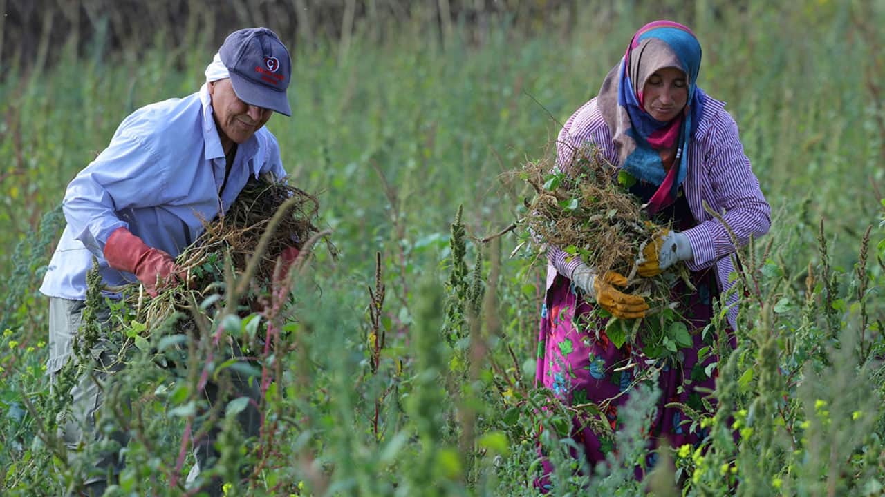 Foto - Belediye alım garantisi verince tarlalara koştular