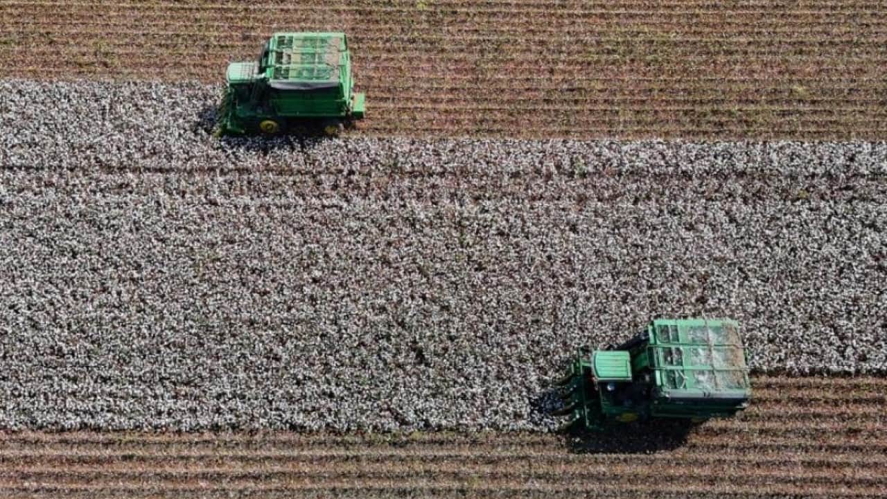 Foto - ‘Beyaz altın’ diyarında hasat başladı