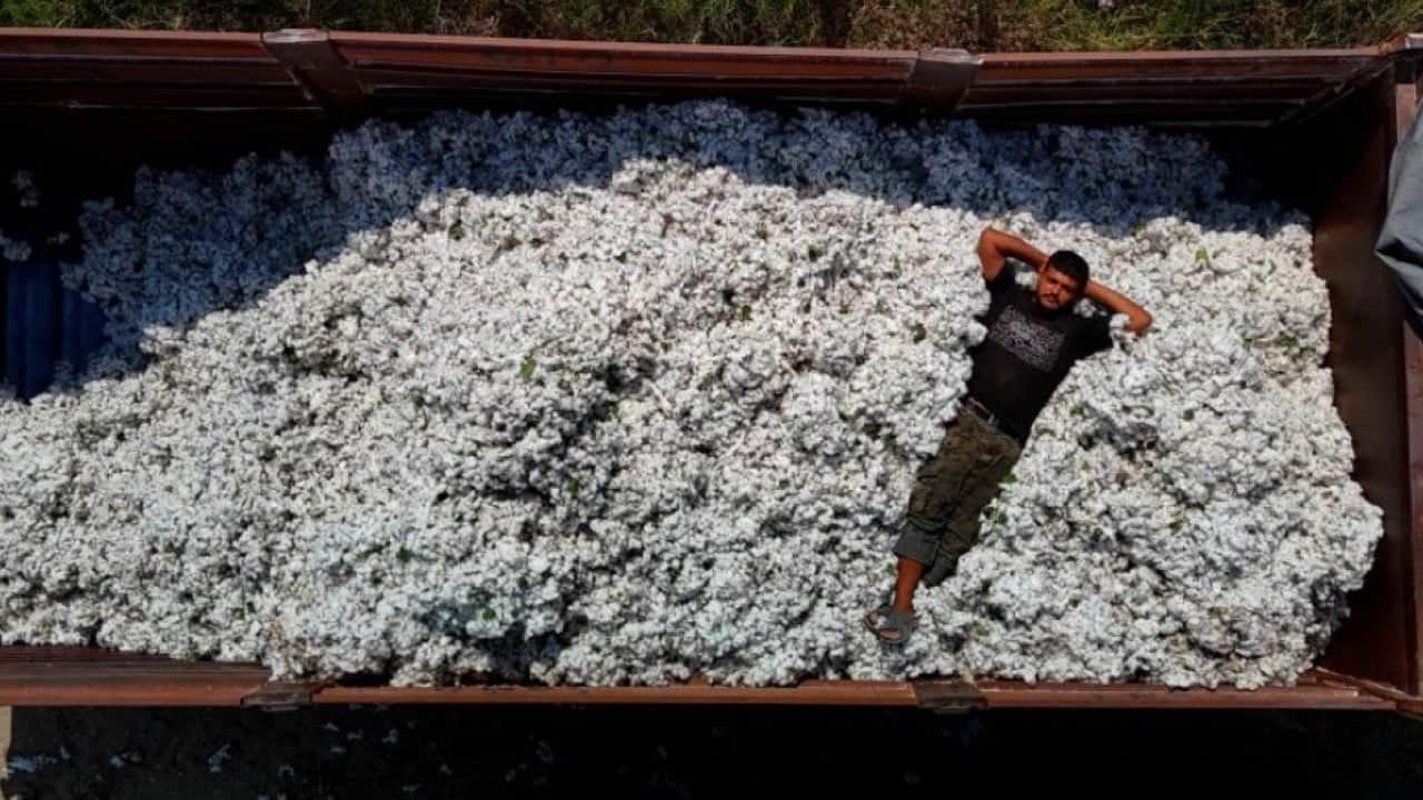 Foto - ‘Beyaz altın’ diyarında hasat başladı