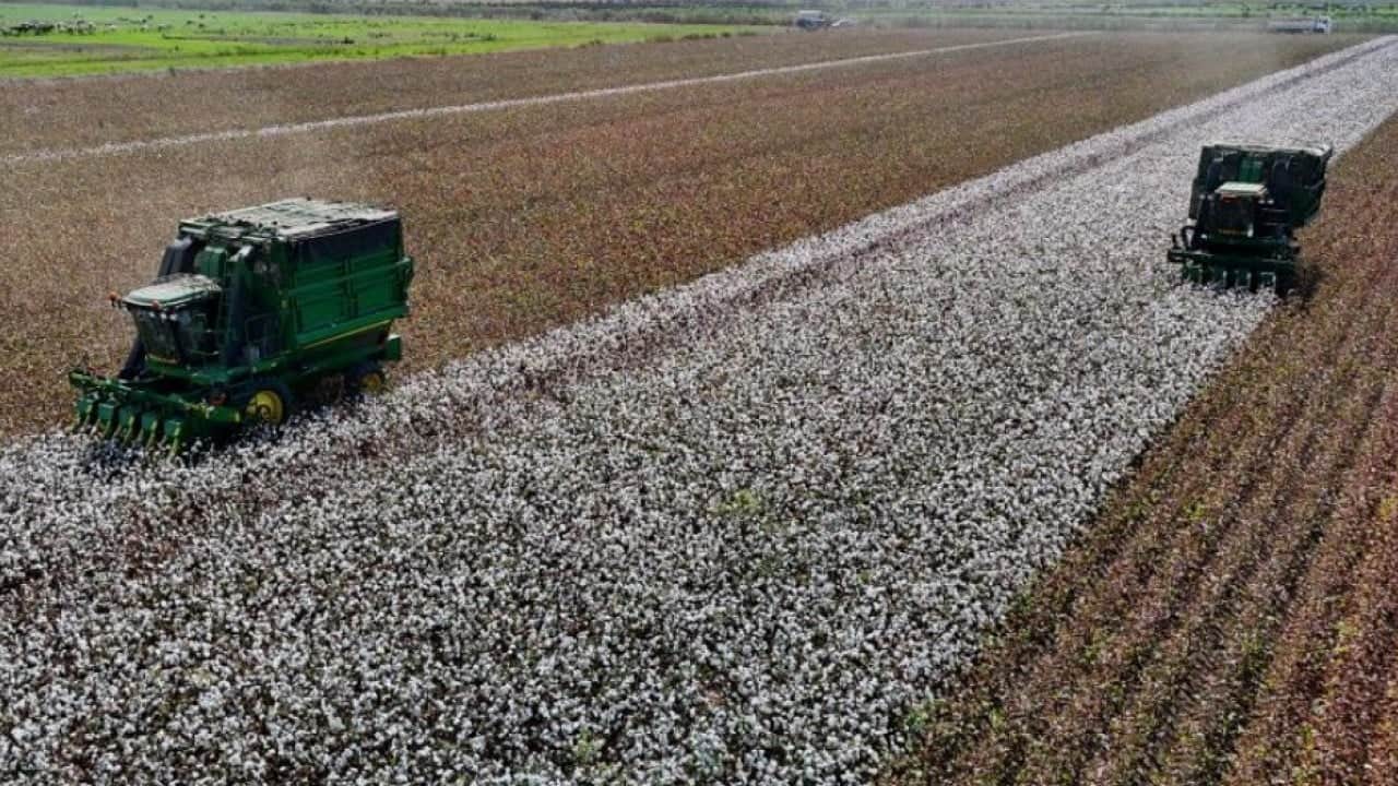 ‘Beyaz altın’ diyarında hasat başladı
