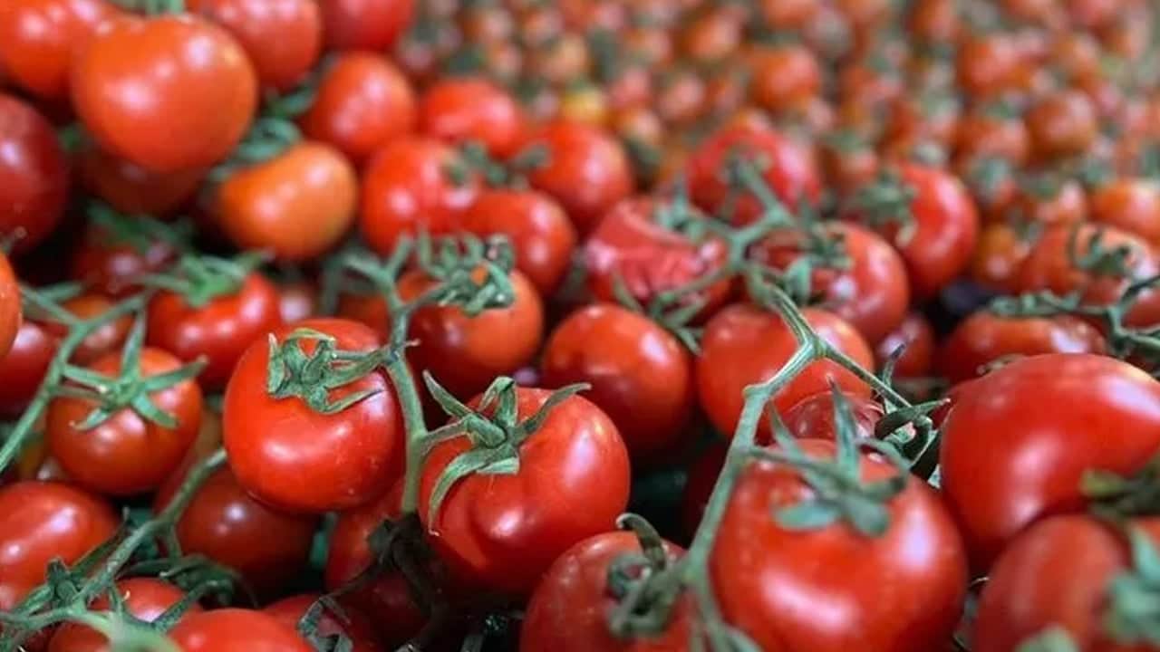 Beyaz peynirle hazırlanan kahvaltılık sebzeli yumurta: Ekmeksiz doyuran formül etkiliyor