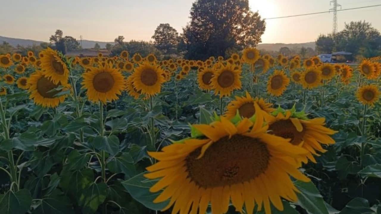 Foto - Bilecik’te göz kamaştıran manzara! Ayçiçek tarlaları sarıya büründü