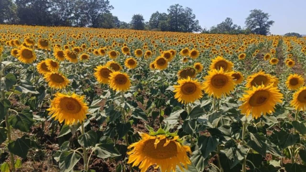 Foto - Bilecik’te göz kamaştıran manzara! Ayçiçek tarlaları sarıya büründü