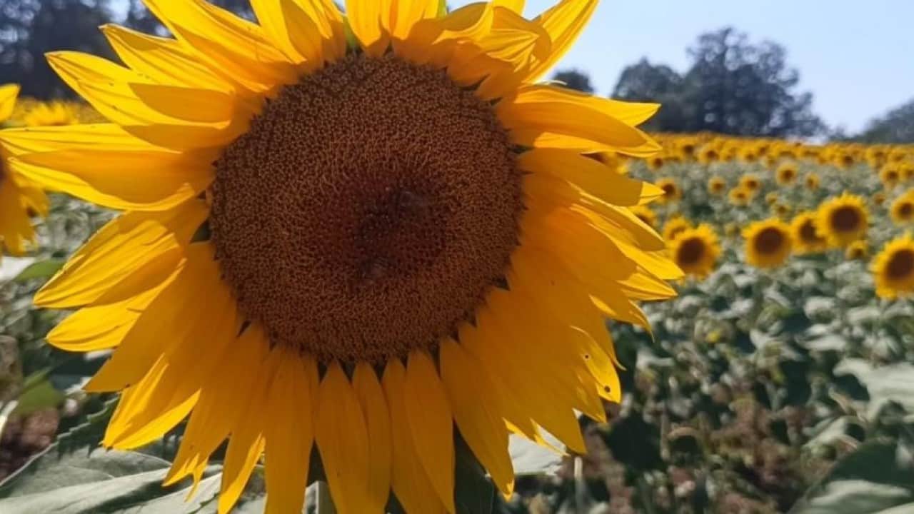 Foto - Bilecik’te göz kamaştıran manzara! Ayçiçek tarlaları sarıya büründü