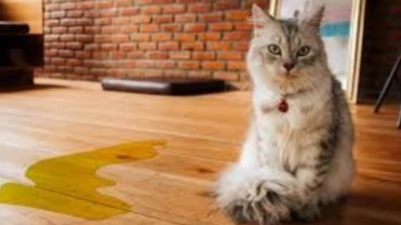Bilim adamları kediler üzerinde denedi İdrar koklatmayla ilginç keşif