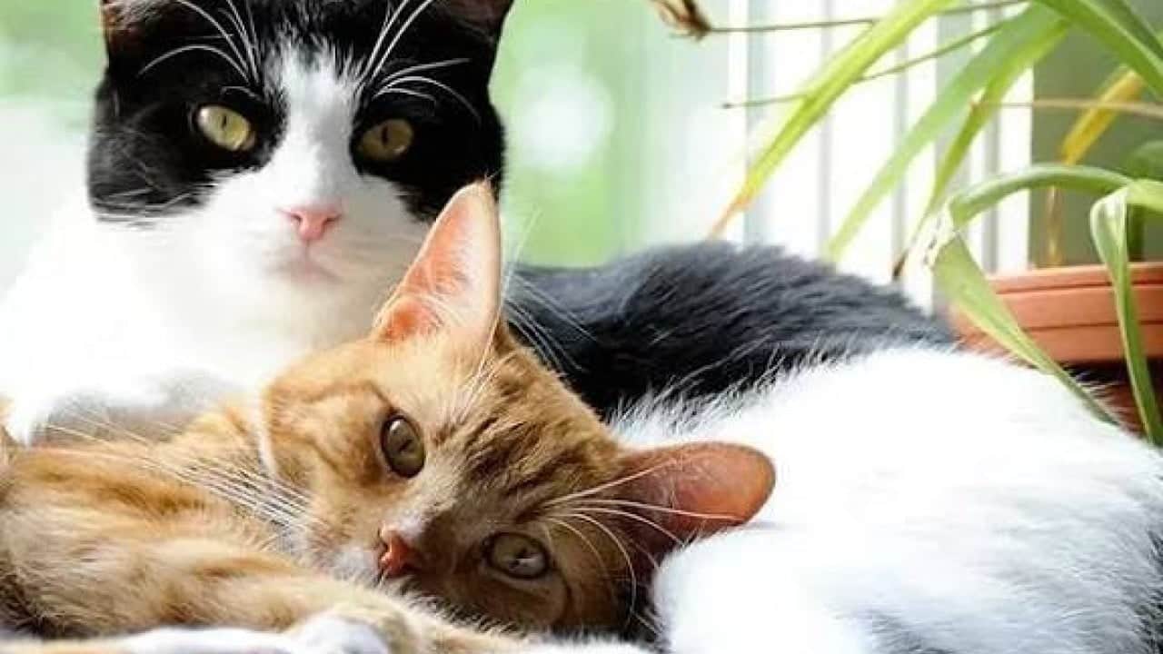 Foto - Bilim adamları kediler üzerinde denedi İdrar koklatmayla ilginç keşif