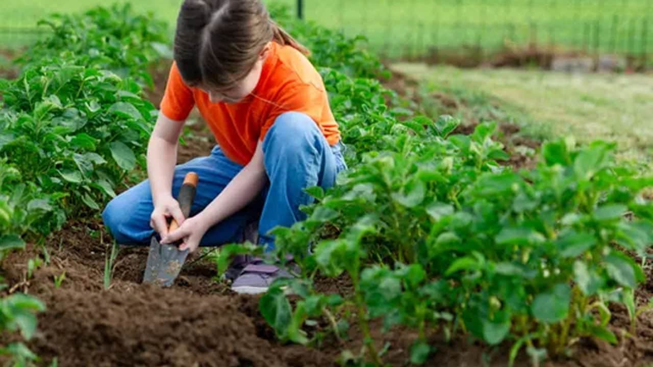 Bilim dünyası toprakla temasın faydasını bile gözler önüne serdi: Toprakla temas bağışıklığı artırıyor...