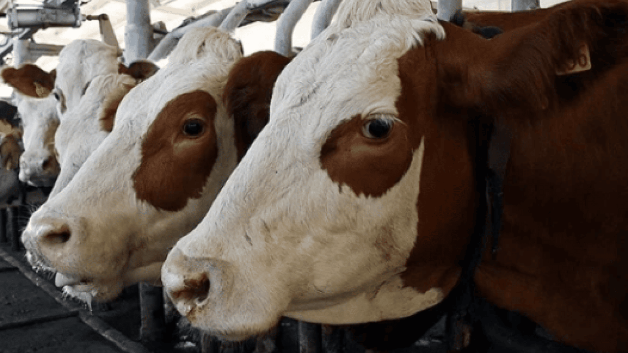 Foto - Bilim insanları H5N1'in sırrını çözdü! İneklerde haftalarca böyle gizlenmiş