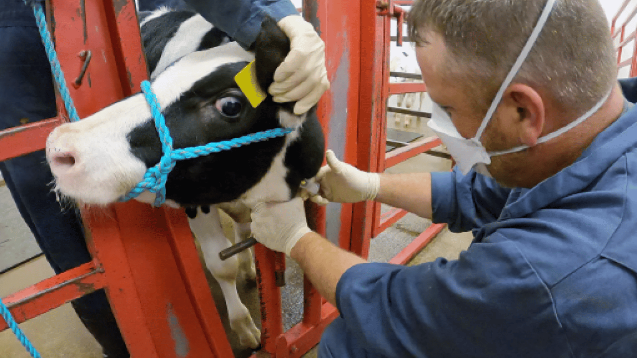 Foto - Bilim insanları H5N1'in sırrını çözdü! İneklerde haftalarca böyle gizlenmiş