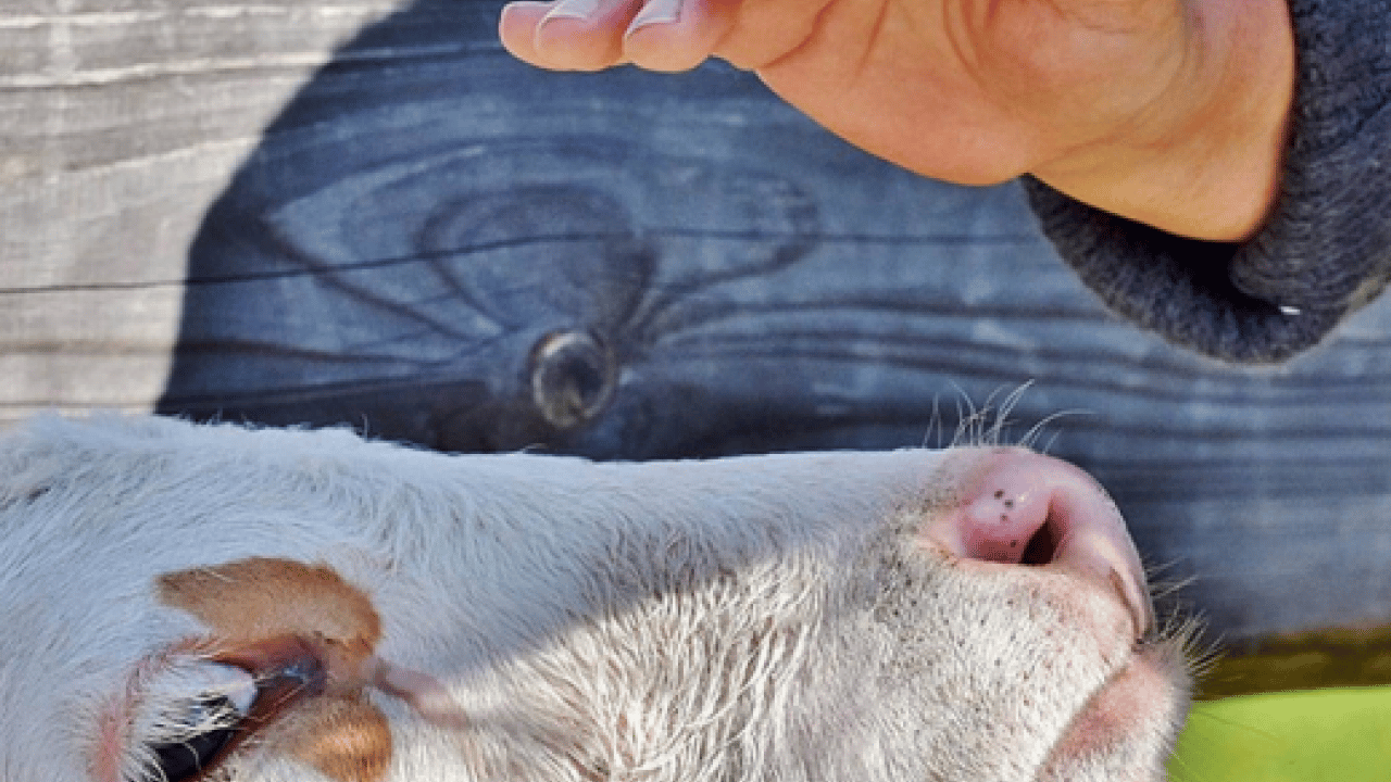 Foto - Bilim insanları H5N1'in sırrını çözdü! İneklerde haftalarca böyle gizlenmiş