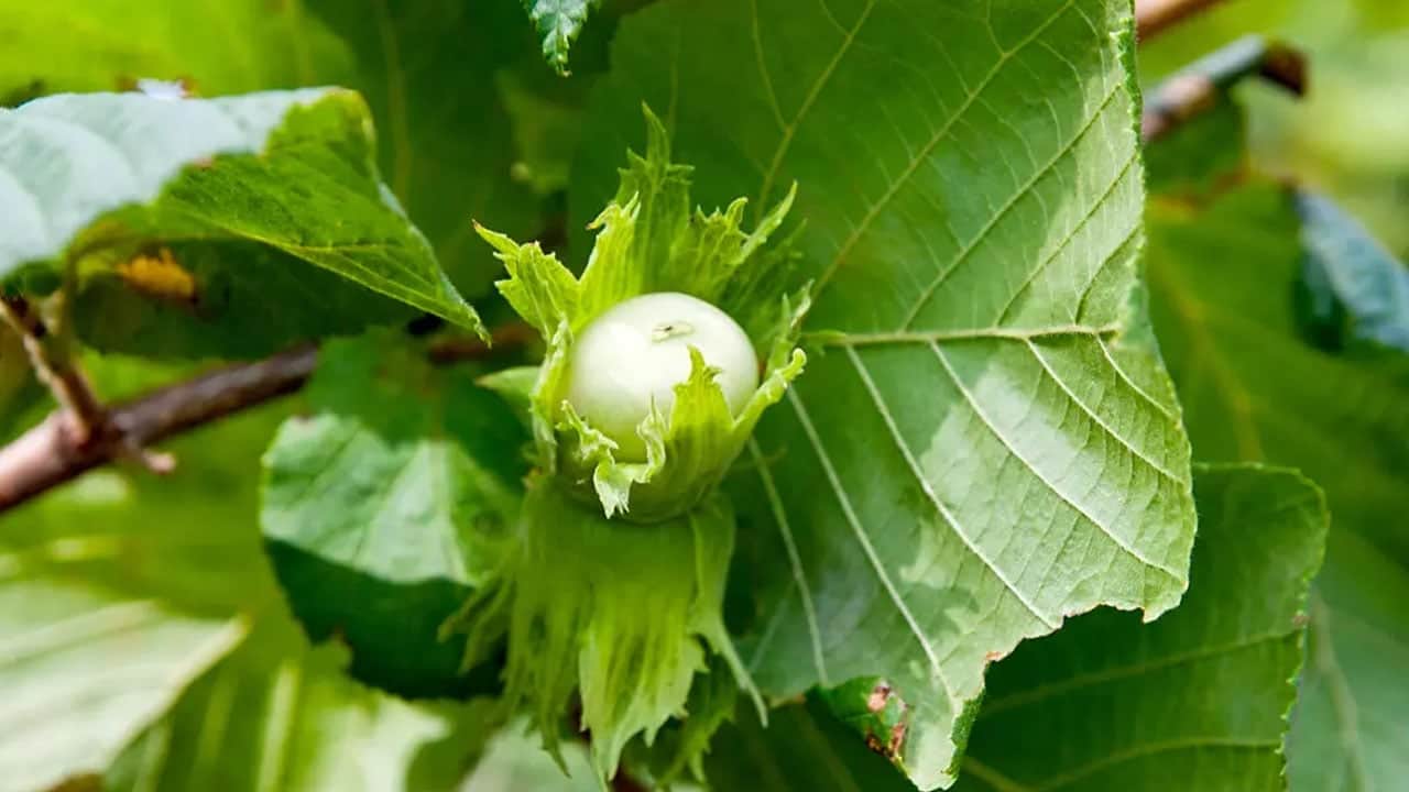 Foto - Bir avuç yiyin, yedirin: Yalnız bunu böyle tüketenler yararlanacak! Bilinmeyen faydaları bakın neymiş