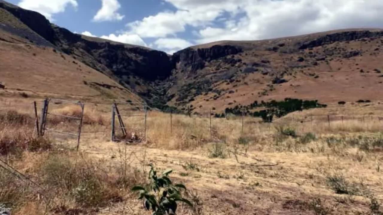 Foto - Bir ili istila ettiler: Boyları 20 santimetreye ulaşabiliyor!
