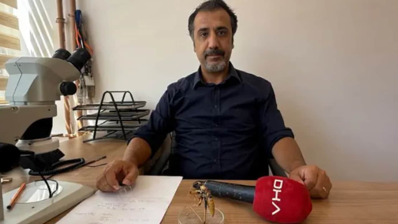 Foto - Bir ili istila ettiler: Boyları 20 santimetreye ulaşabiliyor!