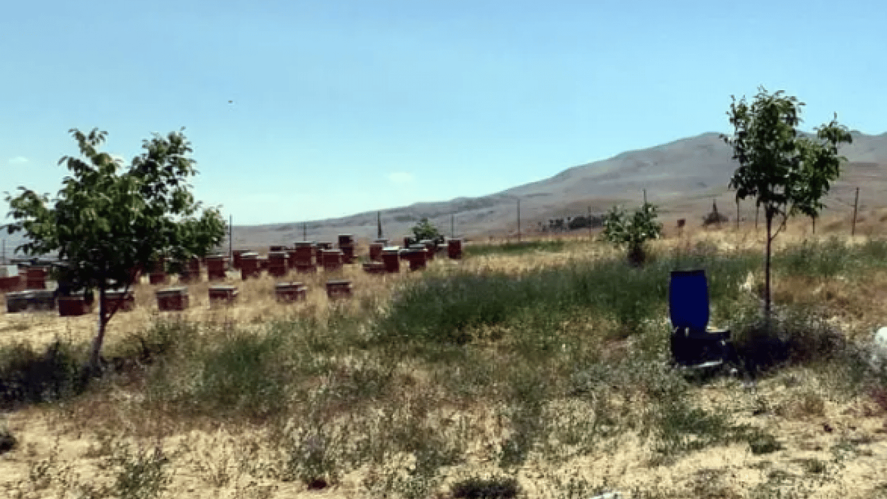 Foto - Bir ili istila ettiler: Boyları 20 santimetreye ulaşabiliyor!
