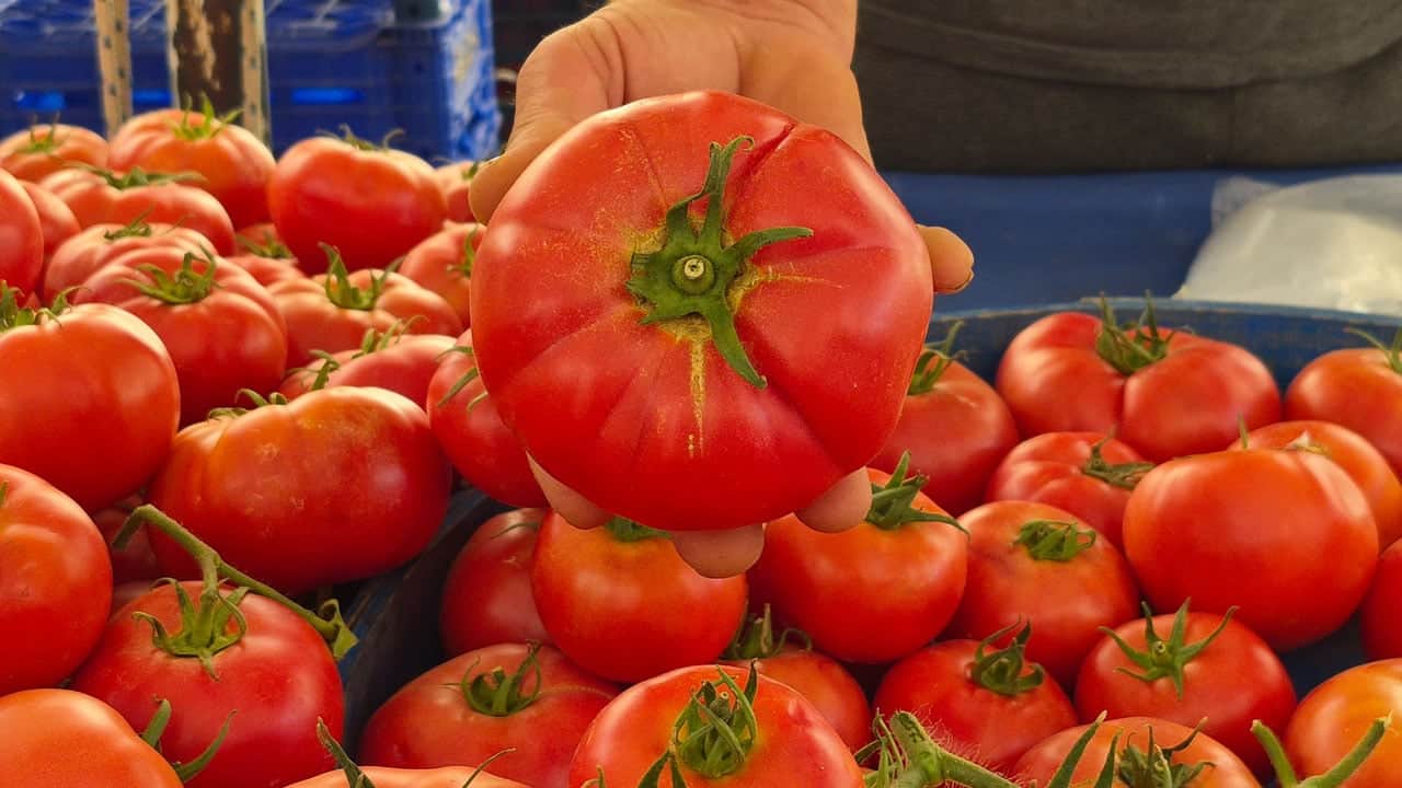 Birçok ev hanımı yanlış biliyor! Kışlık sos domatesinin püf noktaları