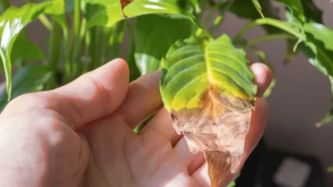 Bitki uzmanları formülü açıkladı: Saksı dibine yarım bardak dökün: Etkisi müthiş!