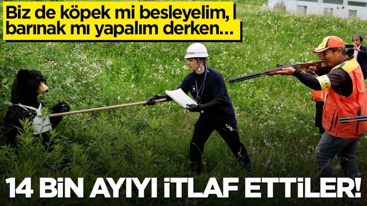 Biz de köpek mi besleyelim, barınak mı yapalım derken… 14 bin ayıyı itlaf ettiler!