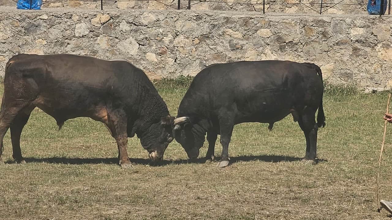 Foto - Boğalar 250 metre yüksekte arenaya çıktı! Uçurumun kenarında nefes kesen mücadele