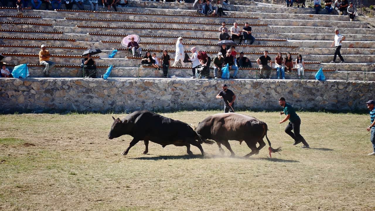Foto - Boğalar 250 metre yüksekte arenaya çıktı! Uçurumun kenarında nefes kesen mücadele