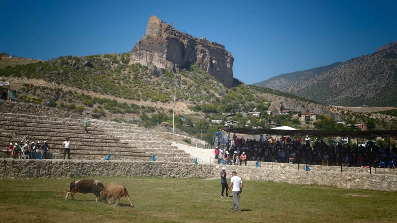Foto - Boğalar 250 metre yüksekte arenaya çıktı! Uçurumun kenarında nefes kesen mücadele