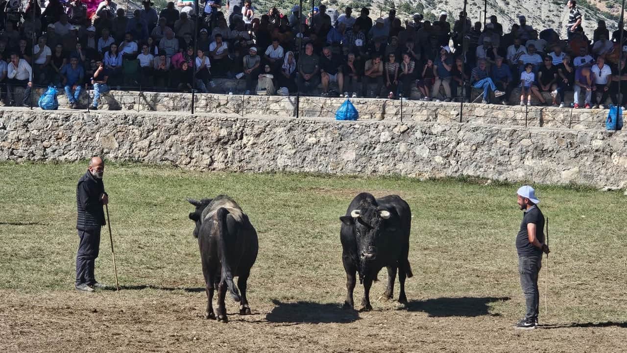 Foto - Boğalar 250 metre yüksekte arenaya çıktı! Uçurumun kenarında nefes kesen mücadele