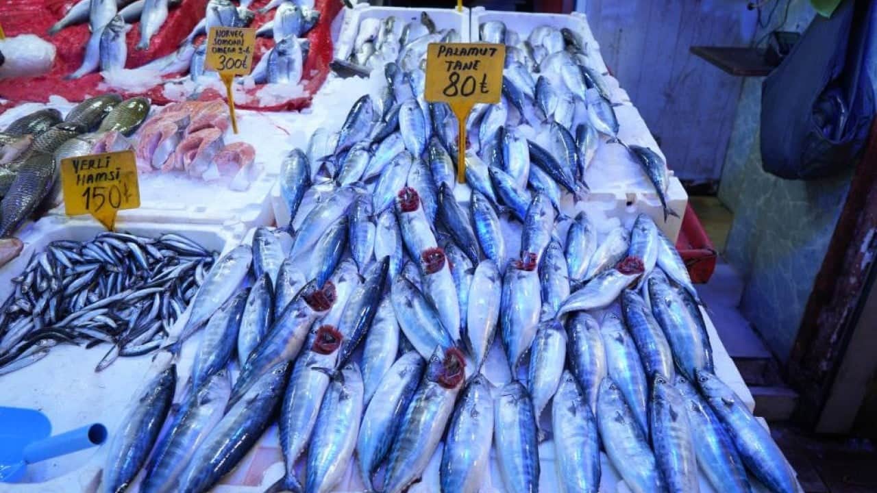 Foto - Böylesi görülmedi, balığa doyacağız! Palamut fışkırıyor