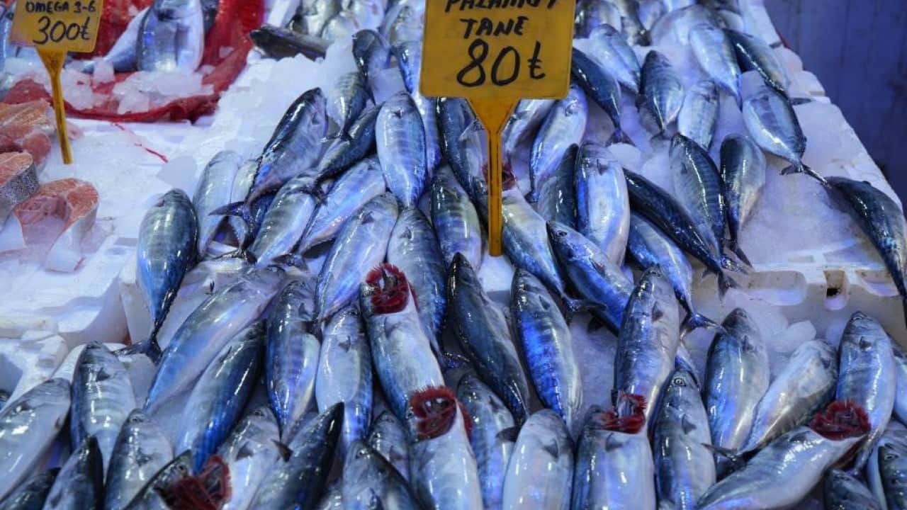 Foto - Böylesi görülmedi, balığa doyacağız! Palamut fışkırıyor