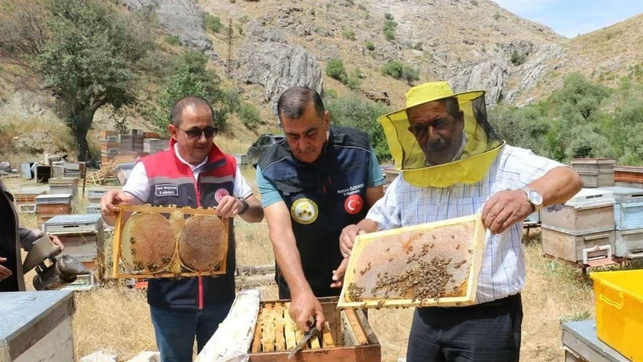 Foto - Bu balı arama yaparken sonunda arazide fark etti: Ağacın içinde bal keşfedildi! 