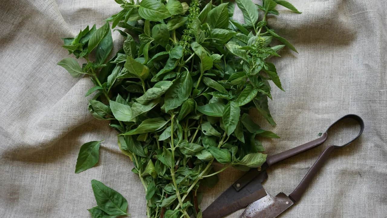 Bu basit hatayı sakın yapmayın! Yeşillikleri haftalarca taze tutan yöntem