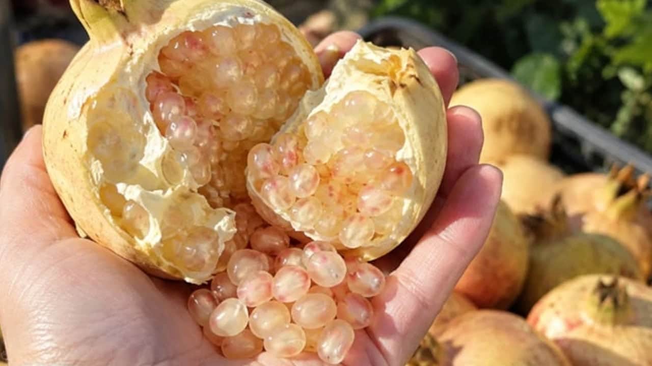 Foto - Beyaz nar: Yiyeni zırh gibi koruyor! Hastalıklara savaş açıyor... İşiten enerjisinin peşine düştü
